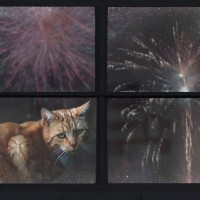 猫が『パニック』を起こす危険なシーン3選　興奮した猫へのNG行為もご紹介