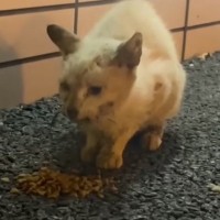 ぼろぼろガリガリだった猫を保護して３年が経過→大きく変化した『現在の姿』が……「胸に刺さった」「本当にありがとう」と感動する人続出