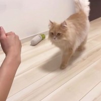 猫が大人になるまで『沢山話しかけて育てた』結果…まさかの『賢すぎる才能』に驚愕！「猫って名前覚えるもんなんですか！？」「天才猫」の声