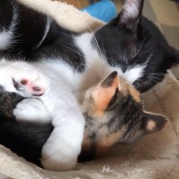 保護されて間もない子猫が先住猫のところに行った結果…思わず涙がでるほどの『優しい対応』に「可愛すぎて泣きそう」「感動した」の声