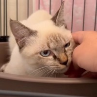 『表情が無だった野良猫』を撫でていたら……心を開いて『大きく変化した様子』が可愛すぎると5万再生「嬉しそうだね」「大変身」