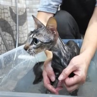 ノミに侵された猫→初めての『乳酸菌風呂』に入れたら……"まさかの光景"が23万8000再生「ずっと家の子だったみたい」「良かったね」