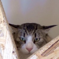 警戒心の強い元ボス猫→懐いている母の前では…普段と違いすぎる『まさかの姿』が78万再生「違いすぎてｗｗ」「破壊力が凄まじい…」