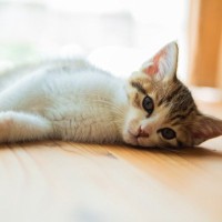 愛猫が『腹痛』を起こしている3つのサイン　見られたら即受診したほうがいい？