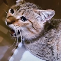 ガリガリに衰弱した体で『助けを求めてきた猫』が……→242日間の軌跡に涙が止まらないと20万再生「目がうるうるで」「胸が熱くなった」