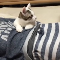 息子になつきすぎな子猫→学校から帰ってきて寝ていたら…あまりにも尊すぎる『３ショット』に癒されると57万再生「浄化された」「幸せ空間」