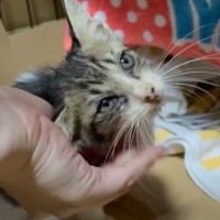 家の中まで聞こえる声で『半日叫び続けていた子猫』を保護→膝の上で見せたまさかの姿が……「涙が溢れた」「本当によかった」と80万再生