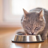 猫の『フード』を変えたほうがいいときとは？3つのタイミング　負担のない切り替え方もご紹介