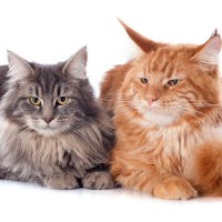 猫のお世話は『オス・メス』ごとに変えるべき？それぞれに満足してもらうためのポイント