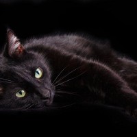 絵になる猫柄『黒猫』の魅力3選！歴史や性格などの基礎知識から、幸運を呼ぶと言われる理由まで