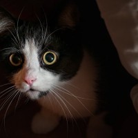 猫が『グゥ』と鳴くのには、どんな意味が？秘められた3つのキモチ