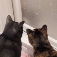 末っ子猫が苦手なお風呂で叫んでいたら、3匹の先輩猫が…思わず笑みが溢れる『まさかの瞬間』が93万再生「愛情に泣けた」「うちの子もきたｗ」