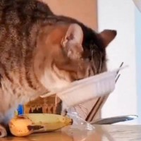 納豆が大好きな猫→盗み食いの瞬間を撮影していたら…思わず吹き出す『衝撃の光景』が68万再生「目がマジｗｗ」「奇跡に近いｗ」と爆笑の声