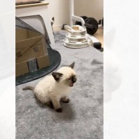 「お前なんかしたやろって顔でｗ」鳴いている妹のところに駆けつけた兄猫→まさかの"圧"に爆笑の声「疑いの顔笑う」「眼力で草」と8万いいね