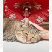 猫が寝ている隙にそばを離れたら…主がいないことに『気付いたときの反応』が健気すぎると66万再生「本当に愛おしい」「胸が熱くなった」