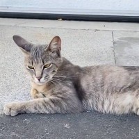 『ネコを保護したつもりだったのに……』まさかの違う生物にしか見えなくなった成長後の姿が39万再生「ご立派にｗ」「別人で笑った」