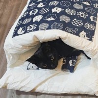 猫用のベッドを２つ設置しておいたら…まさかの『並んで寝ている光景』が可愛すぎると104万表示「旅館みたい」「あまりにも可愛い」