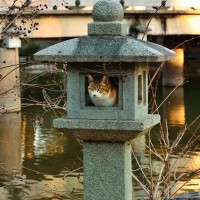 猫が飼い主さんの『身代わり』になる？世の中にある、不思議なエピソード4選