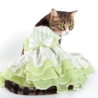 「すぐやめて！」飼い猫に服を着せてSNSに投稿するセレブに、英専門家が警告