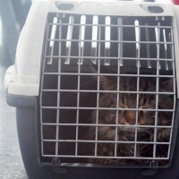 「うっかり見落とされて」豪州との間を飛行機で一往復半しちゃった、気の毒な猫　ニュージーランド