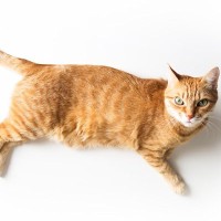猫の『お腹がたるんでいる』2つの理由　歩くとたるんたるん…肥満との見分け方は？