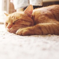 猫と相性のいい『カーペット』とは？猫がいる部屋の敷物を上手に選ぶポイント3つ