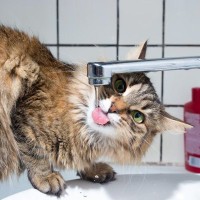 猫が『蛇口から流れる水』が好きな4つのワケ　ためたお水とどう違う？