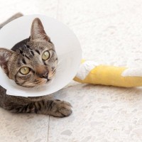 猫に絶対やってはいけない『NGな応急処置』5つ　怪我や誤飲…誤った方法はかえって危険