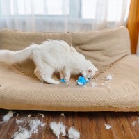 猫の呼びかけを『無視し続ける』ことの弊害4選　起こり得るトラブルも解説