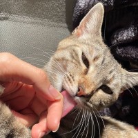 猫が『飼い主さんの髪の毛をなめる』理由3選　かわいいけどやめさせたほうがいいかも？