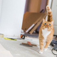 猫にとっては恐怖の対象？『業者さん』が家にやってくるときの注意点3選　修理に点検…無事に終えるには