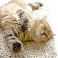 愛猫が『寝ながらむにゃむにゃ口を動かす』5つのワケ　夢の中で何か食べている！？