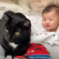 「愛情深さに涙」泣き出しそうな赤ちゃんに、気がついた猫が……思わず感動の瞬間に「天才ベビーシッター」「超優秀な保育士」と絶賛の声