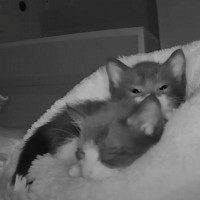 子猫たちと一緒に寝ていたら、先住猫が夜中に入ってきて…衝撃の『吹っ飛ぶ瞬間』が33万再生「思わず笑ってしまった」「目覚めるよねｗｗ」