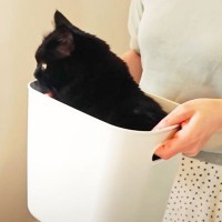 猫に大人気なプラスチックの箱→猫達が『順番待ち』を始めて…まさかの『お利口すぎる姿』に「育ちが良いｗ」「みんな偉いｗｗ」の声