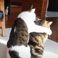 「想像の100億倍優しかった」先輩猫が後輩のことを驚かせてしまった結果…あまりにも優しすぎる『仕返しを受ける光景』が7万再生「ふわっ…」