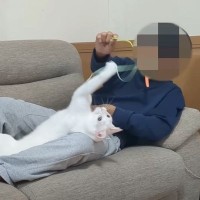 約1年前、裏庭に現れたシロネコを犬派の一家が保護→現在は……まさかの変化が微笑ましいと15万再生「深い愛情を感じる」「人間の兄弟みたい」