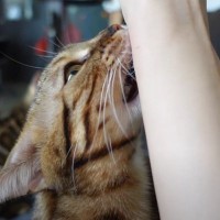 『猫が絶対に寄ってくる音』を流してみた結果…想像以上の反応がヤバすぎると146万再生「凄すぎる反応でびっくり！」「感動」と絶賛の声