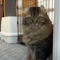 度重なる『夫の浮気現場』を目撃してしまったママ猫→とうとう堪忍袋の緒が切れてしまった結果が…「大好きなんだね」「モテる男は辛いねｗ」