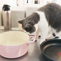料理を作っていたら、キッチンに猫が来て…まさかの『可愛すぎるソムリエ』が2万1000再生「とても癒された」「入らなくてよかったｗ」