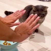 短足猫と『マテの訓練』をしてみたら…まさかの『賢すぎる訓練結果』に「パパの言葉が解るんですね～」「ちゃんとお返事するのかわいいｗ」の声