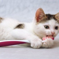 猫の『歯磨き』しないと全身に悪影響が…サボらず習慣化したほうがいい5つの理由