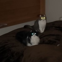 両親と少しの間お別れになった結果→猫が……『まさかの事件発生』が衝撃的すぎると8万再生「繊細で家族愛溢れてる」「びっくり」