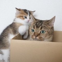 ダンボールに全然入れてもらえない子猫→どうしても入りたくてとった『驚きの行動』が……「思わず声がでた」「箱大人気ｗ」と20万再生