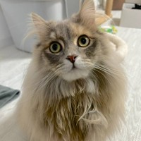 もっふもふの猫をお風呂に入れた結果…想像以上に『変化した姿』に驚愕する人続出「フクロウみたいｗ」「中身？！」と82万表示の反響