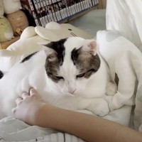 猫が『寝坊した娘』を起こそうとした結果…まさかの方法が"羨ましすぎる"と反響続々「世界一やさしい目覚まし時計」「幸せの重みだァ」の声