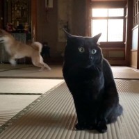 いつもは弟猫に無関心な兄猫→1日入院で居なくなった結果…思わず涙する『まさかの光景』が98万再生「優しさが溢れてる」「ジーンときた」