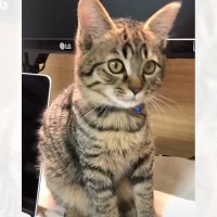 おしゃべり上手だった子猫が成長した結果…まさかの『人間の言葉を喋った瞬間』が511万再生「はっきり聞こえた」「完璧に言っているｗ」と驚愕