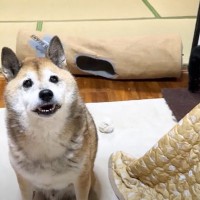 柴犬が猫を探していたので『こたつの中』をあけてみたら…とんでもなく『幸せな光景』に癒される人続出「幸せ気分になった」「溶けすぎｗ」