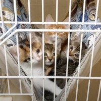 見つめてくる子猫たちをケージから解き放った結果…とんでもなく『微笑ましい光景』に「笑ってしまうくらい可愛い」「猛獣解放だ～ｗ」と4万再生